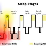 the stages of sleep