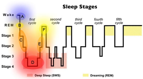 the stages of sleep